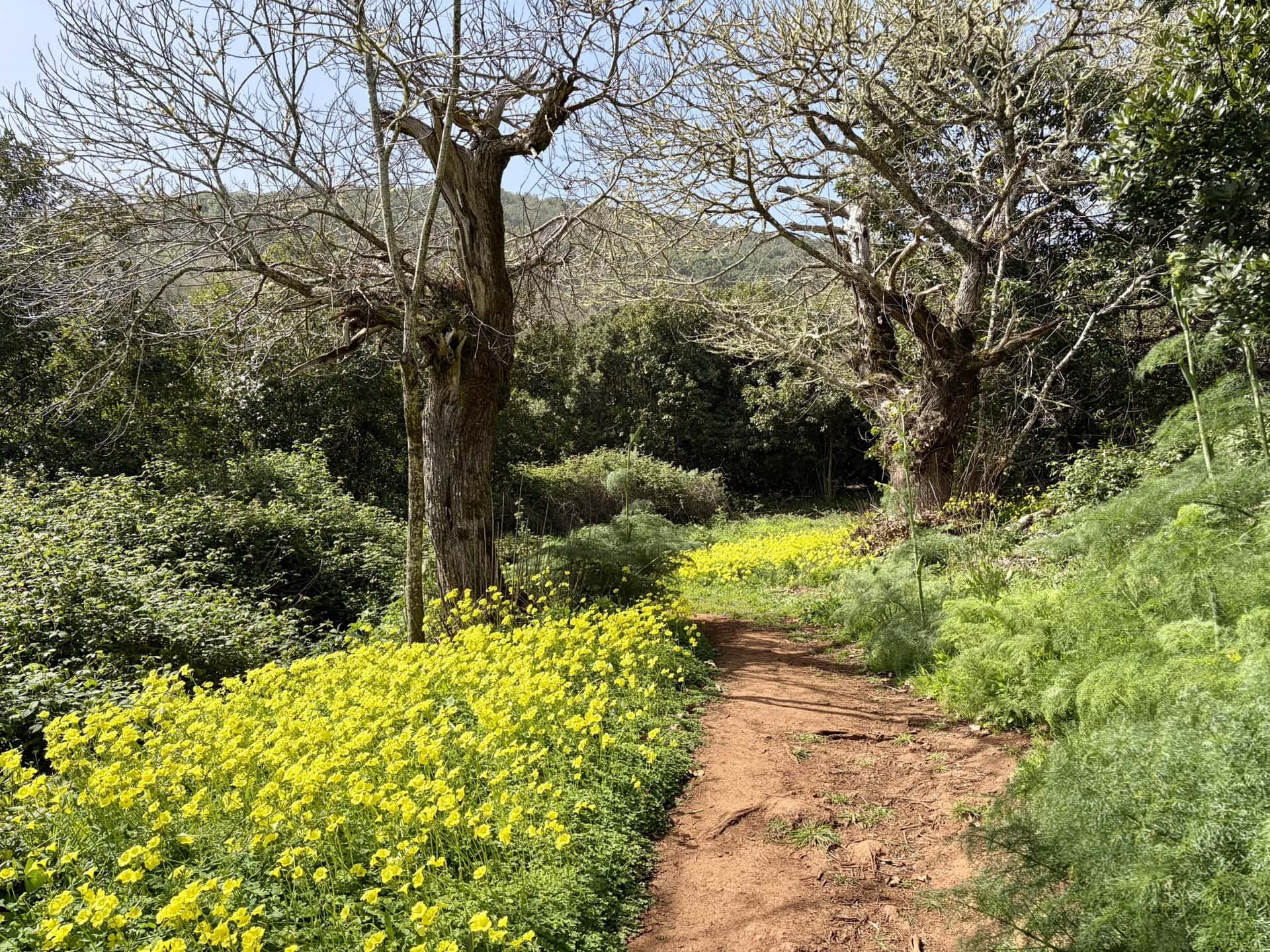 natur-sonne-gay-reiseblog-gran-canaria-wanderreise-wanderweg