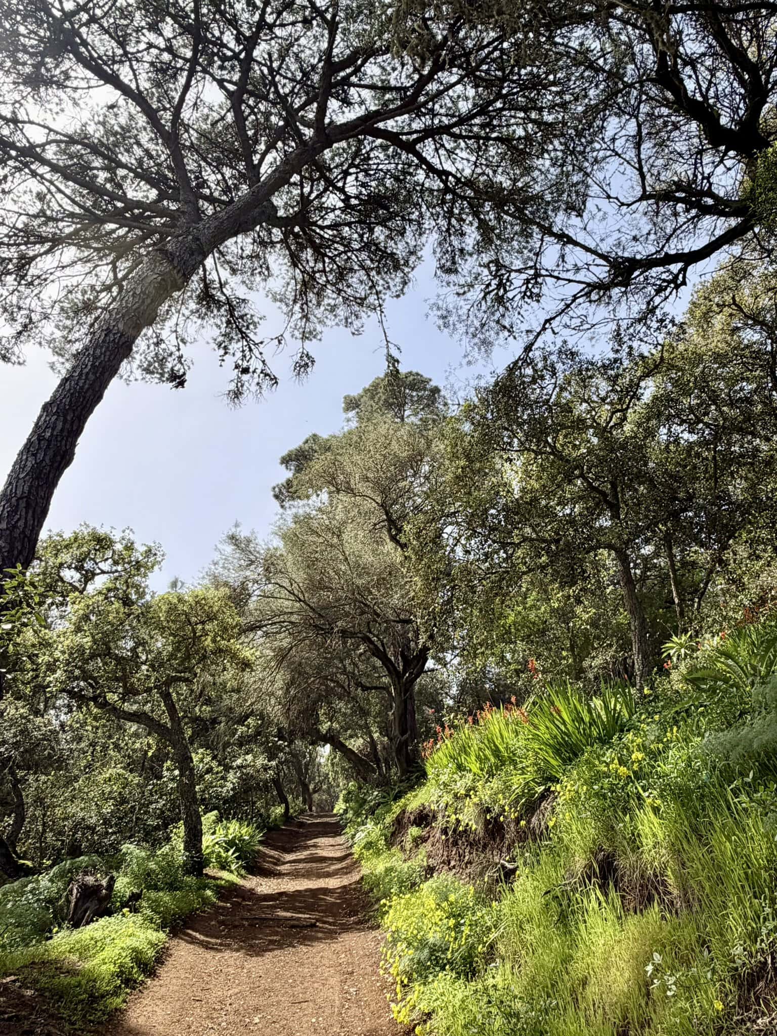 wanderweg-gay-reiseblog-natur-sonne-gran-canaria-wanderreise-moya