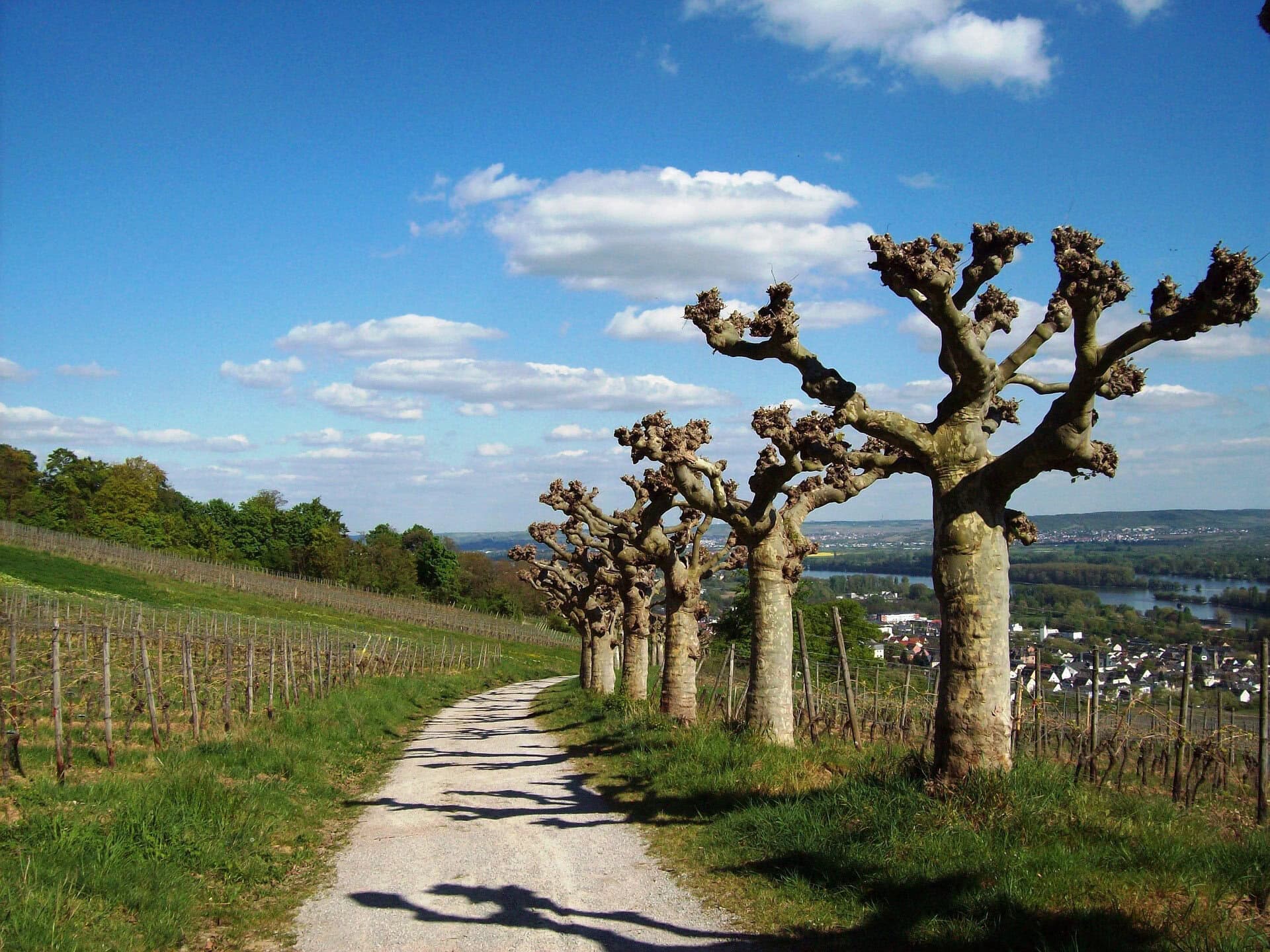 Historische Altstadt von Rüdesheim am Rhein während der Gruppenreise