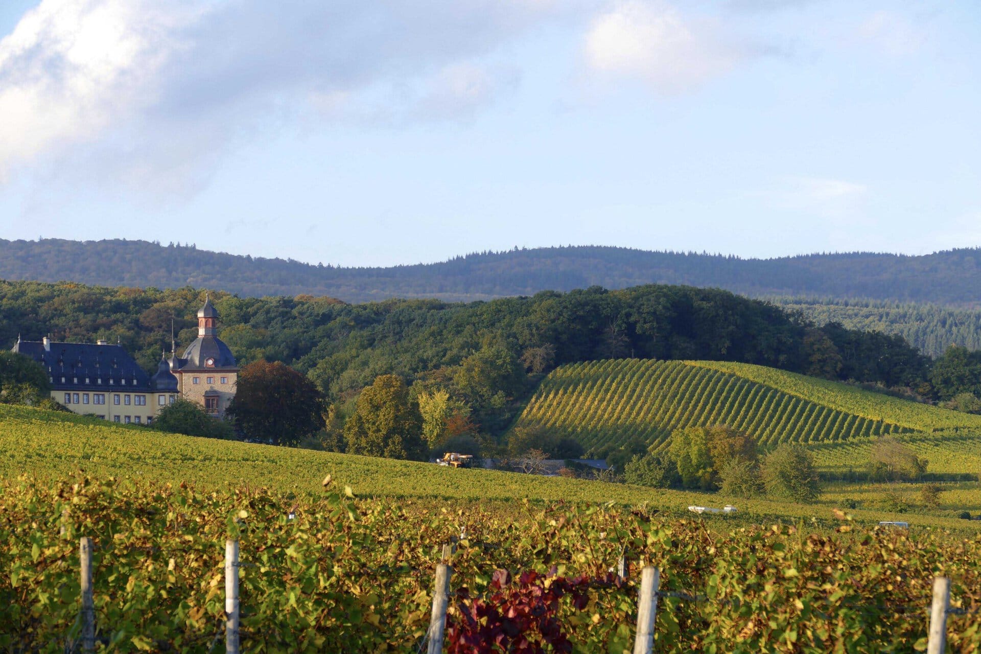Weinberge im UNESCO-Welterbe Oberes Mittelrheintal während der Wanderreise