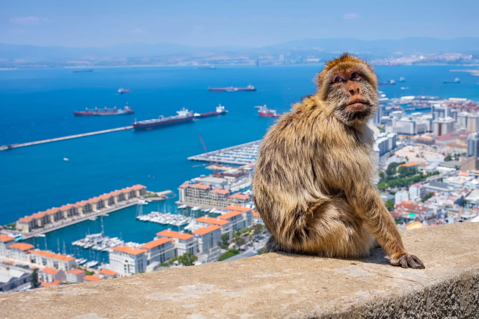 Berberaffen auf dem Upper Rock in Gibraltar – Highlight der Gay Sea Cloud Cruise