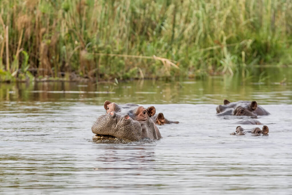 namibia-river-hippo-afrika-river-safari-lgbtqi-gay-reise-botswana-chobe-river