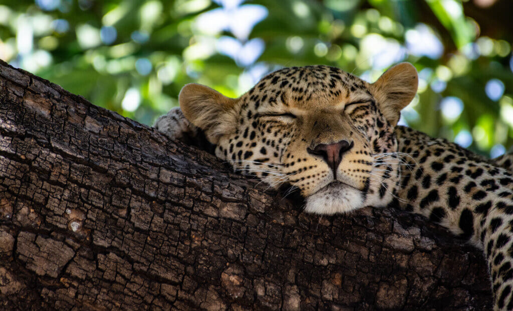 leopard-lgbtqi+-chobe-nationalpark-afrika-gay-gruppenreise