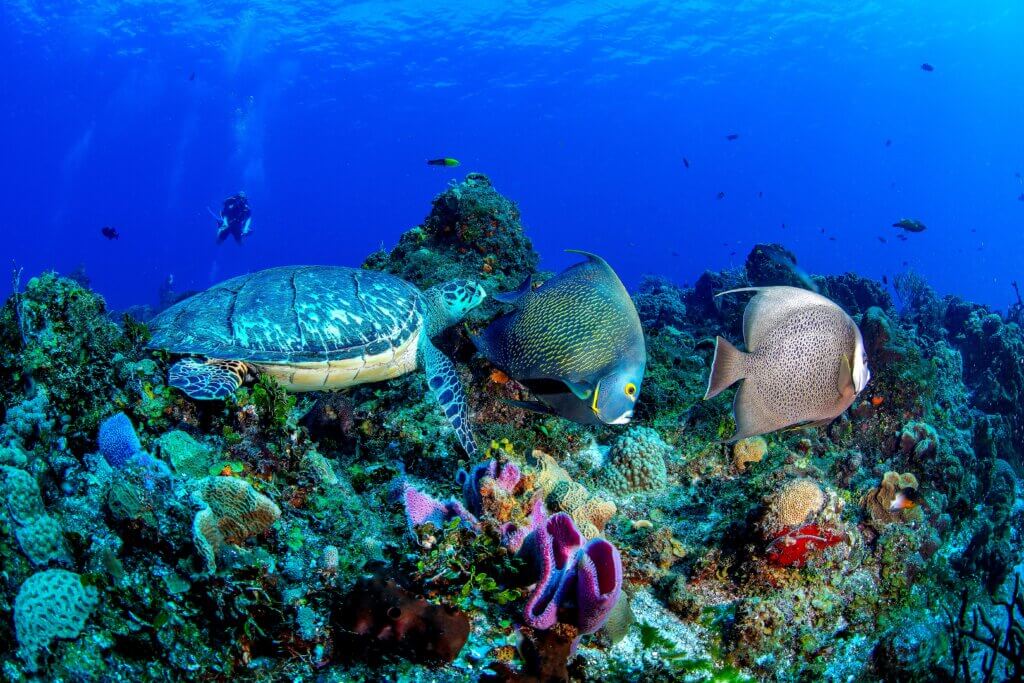 diving-cozumel-yucatan-mexiko-karibik-strand-tauchen-korallenriff-gay-kreuzfahrt-luxus-lgbtqia-cruise-explora-journeys