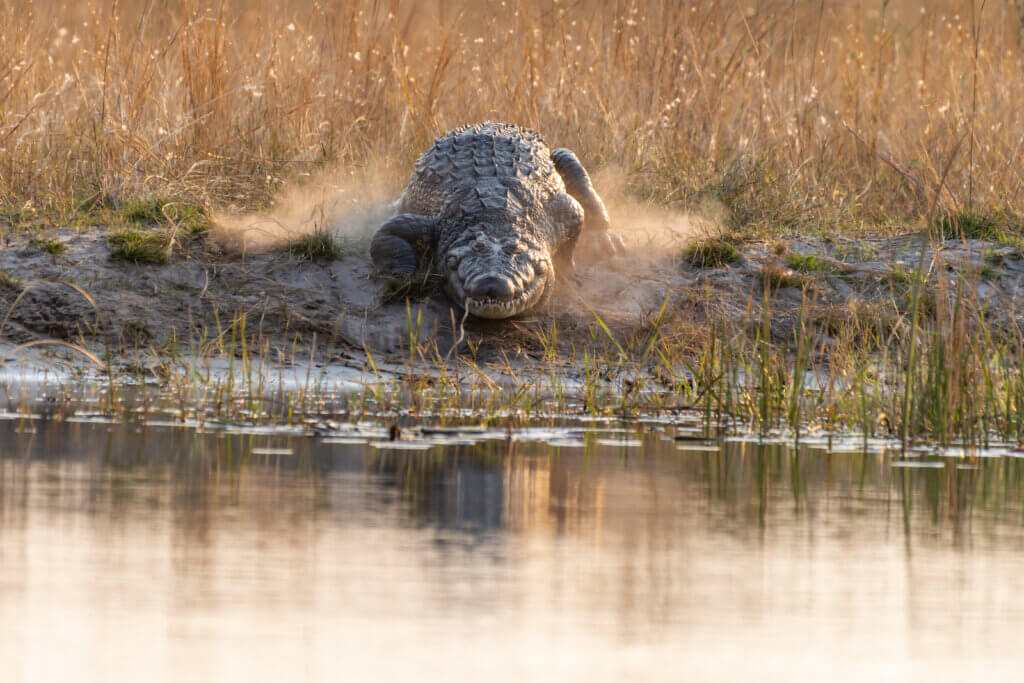 crocodile-river-gay-gruppenreise-afrika-krokodil-wildreservat-lgbtqi+