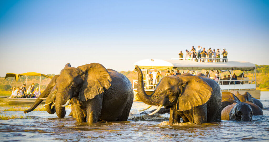 afrika-elefants-lgbtqi-botswana-gruppenreise-namibia-simbabwe-gay