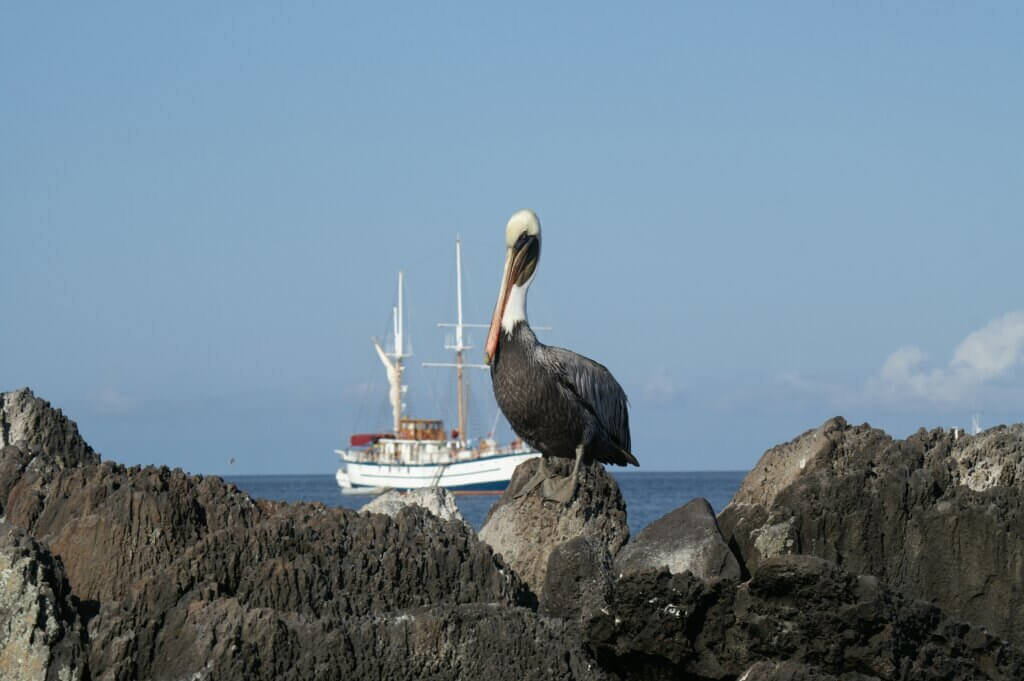 kreuzfahrt-pelican-gay-kreuzfahrt-galapagos-ecuador-gay-lgbtqi+-cruise