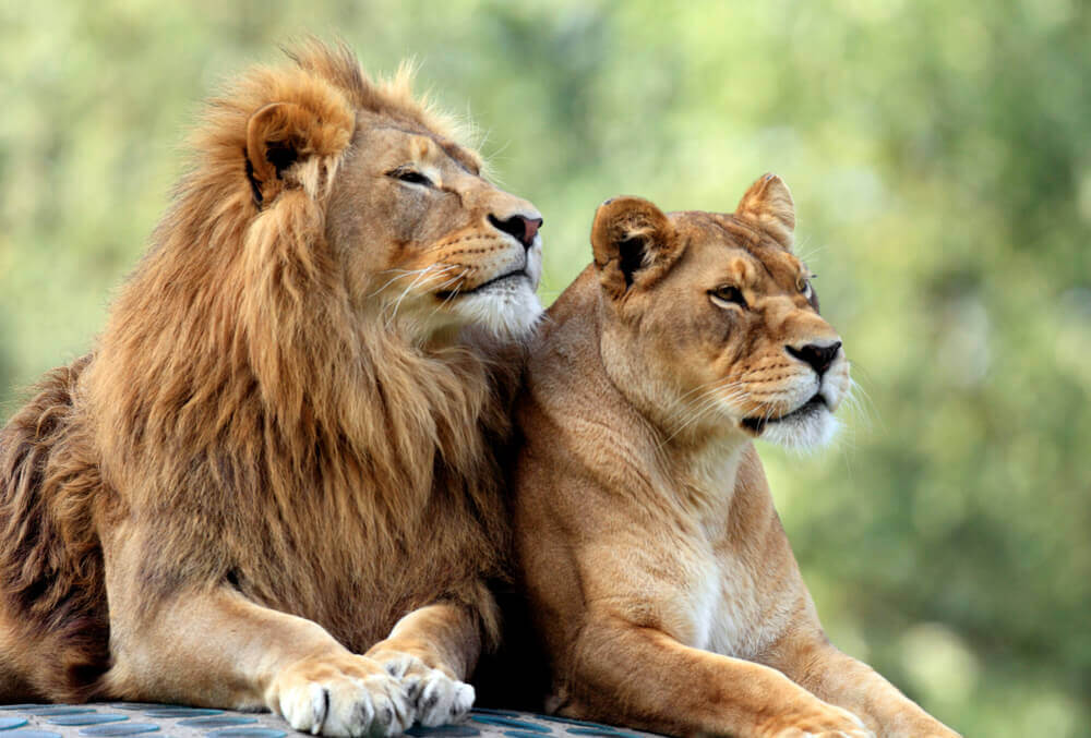 gay-urlaub-suedafrika-Gayfriendly-gruppenreise-wildlife-safari-schwule-reise-maenner-unterwegs