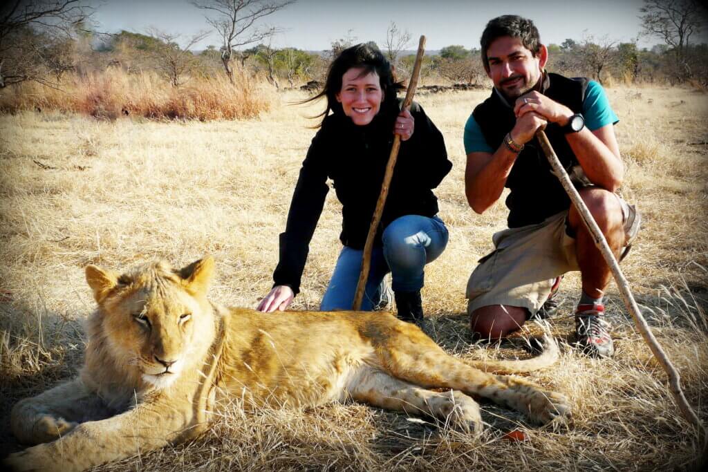 simbabwe-lions-victoriafalls-gruppenreise-lgbtqi-gay-afrika-botswana-wildlife